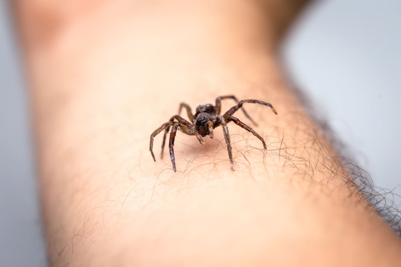 araña picadura