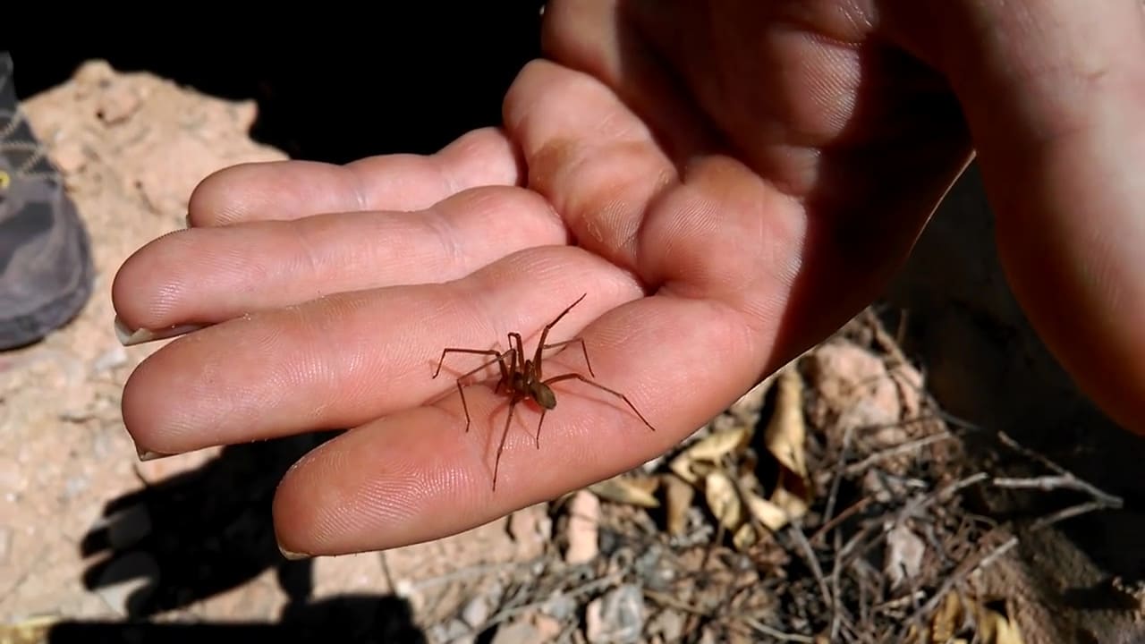 Picadura de araña reclusa parda